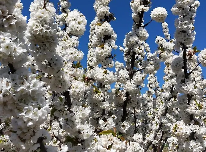 Natural&mente Valle Del Jerte Апартаменты Эль-Торно